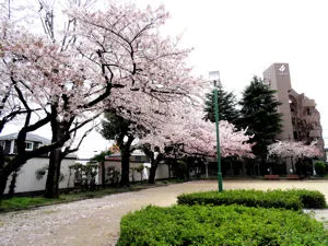 古金公園の桜