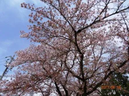 むつみ公園の桜