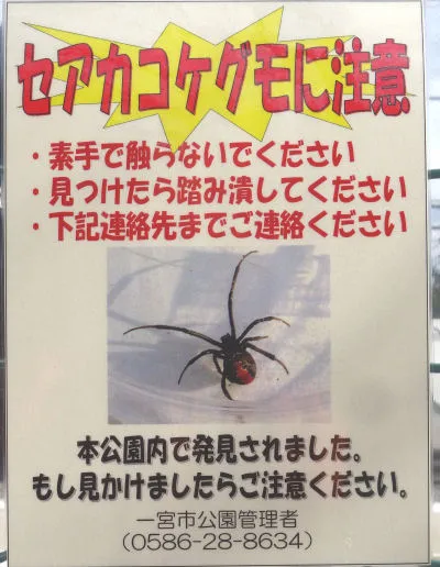 大平島公園セアカコケグモに注意